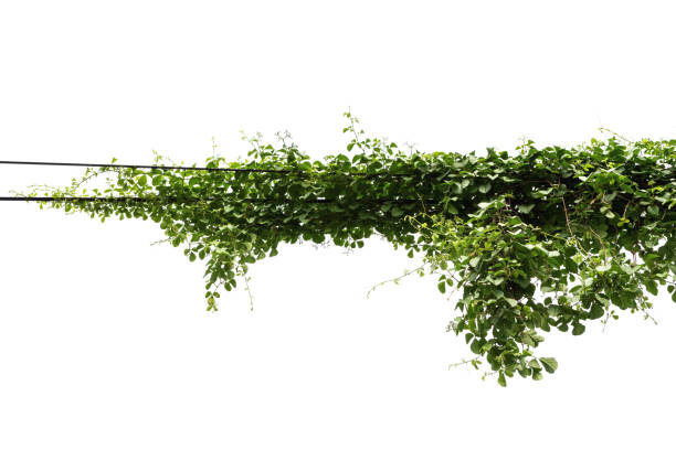 istock Plants ivy. Vines on poles on white background 1316533807