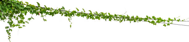 istock Plants ivy. Vines on poles on white background 1316533812