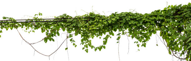 istock Plants ivy. Vines on poles on white background 1316534832