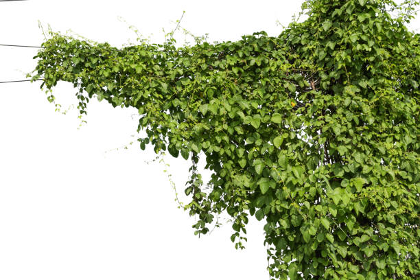 istock vine plant climbing isolated on white background. Clipping path 1316534857