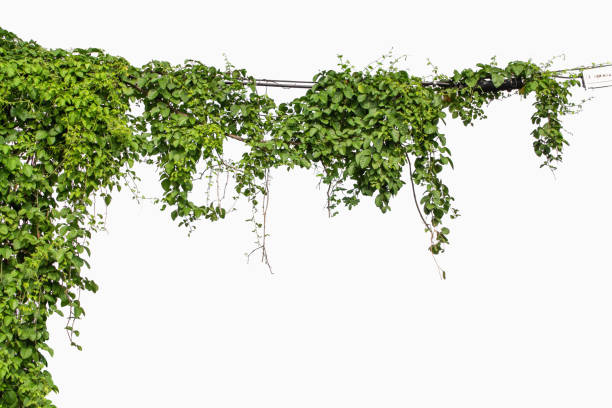 istock Plants ivy. Vines on poles on white background 1316534873