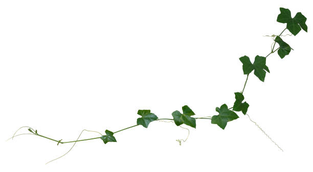 istock vine plant climbing isolated on white background. Clipping path 1316534880