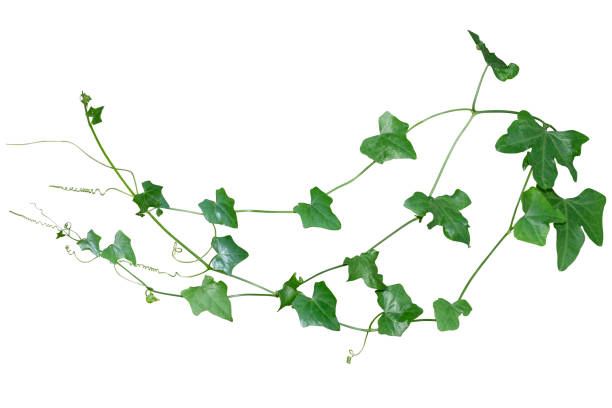 istock vine plant climbing isolated on white background. Clipping path 1316534925
