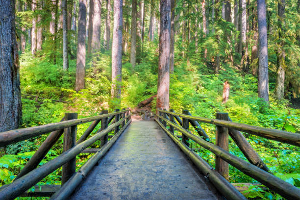 A wooden bridge on a hiking trail in a lush forest in Oregon's Silver Falls State Park, Pacific Northwest United States