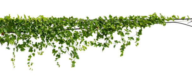 istock vine plant climbing isolated on white background with clipping path included. 1316537897