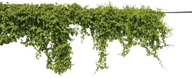 istock vine plant climbing isolated on white background with clipping path included. 1316538152