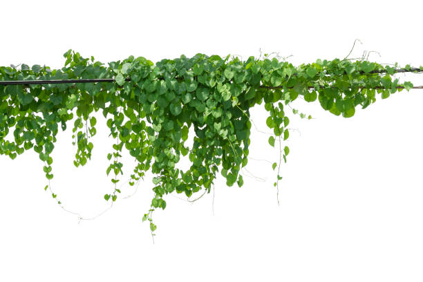 istock vine plant climbing isolated on white background. Clipping path 1316538395