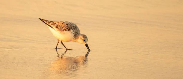 istock Shorebirds in the Sunrise 1316538515
