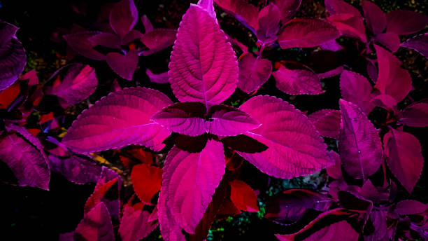 istock The background of a shiso leaf 1316539280