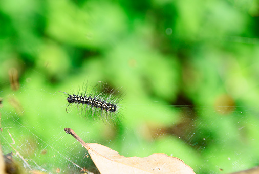 Caterpillar and spider web with copy space.