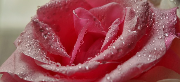 Blurred delicate floral background. Close up pink rose from drops. Defocused beautiful nature bokeh photo