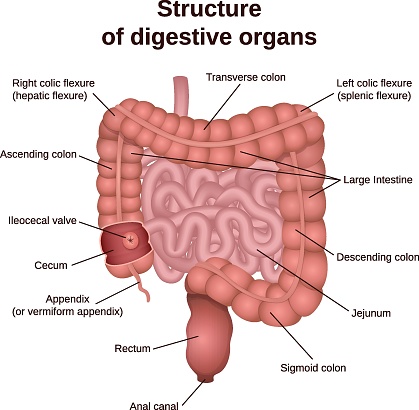 Intestine Direction Digestive Tract Image Intestine Stock Illustration - Download Image Now ...