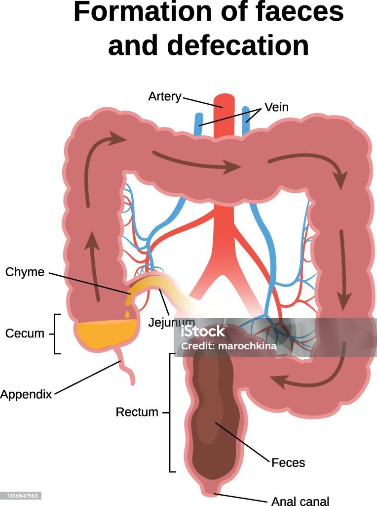Defecant Digestive Process In Humans Stock Illustration - Download Image Now ...