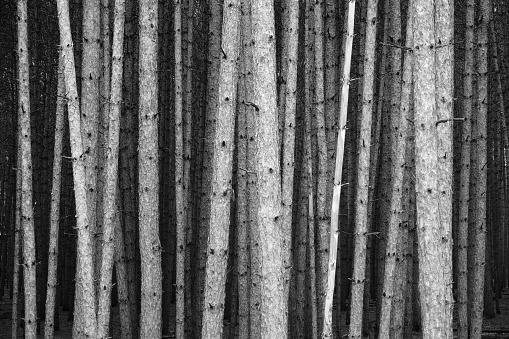 Forest of pine tree trunks forming a pattern, black and white photography