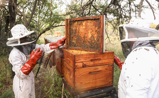 African honey bee farmers checking on their beehives in Johannesburg, South Africa.