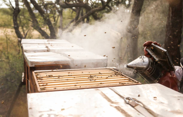 istock African honey bee farmer 1316545335