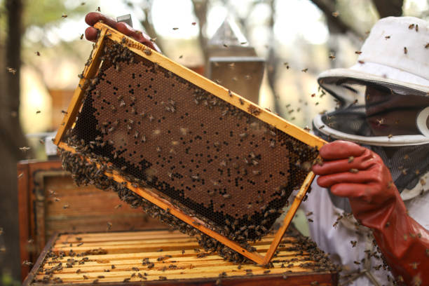 istock African honey bees clustering together on the hive. 1316545337