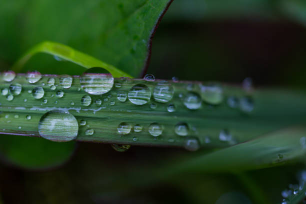 istock Bamboo leaves wet in the rain 1316545384