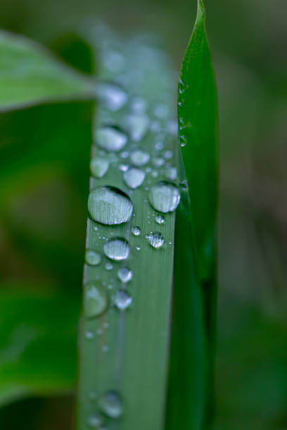istock Bamboo leaves wet in the rain 1316545401