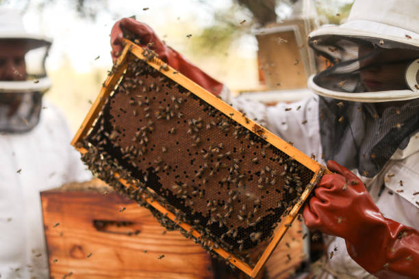 istock African honey bees clustering together on the hive. 1316546009
