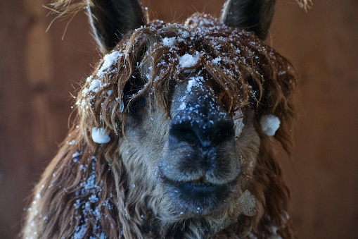 A shaggy llama with snow stuck to its wool