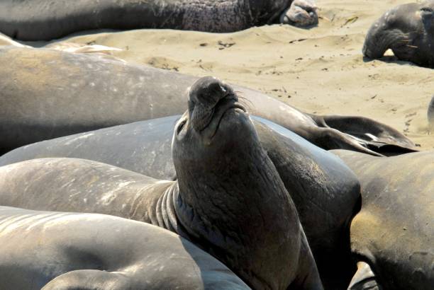 istock happy seal in the sun 1316546145