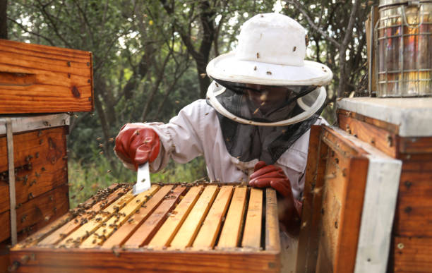 istock A Fourteen year old beekeeper maintaining his hives. 1316546202