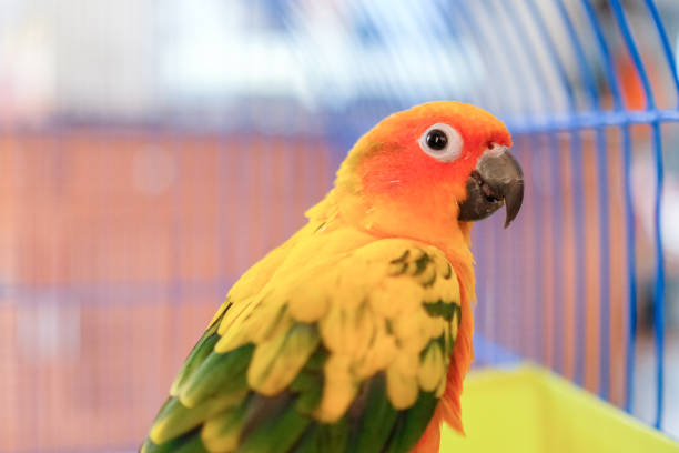 istock A Sun Conure parrot in the blue cage. 1316546290