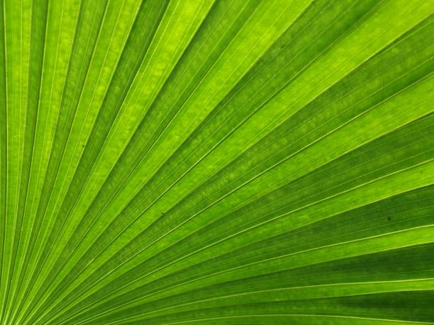 istock Full frame shot​ of​ palm leaf 1316547007