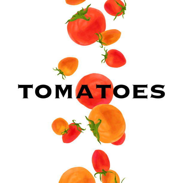 Colorful tomatoes set vector illustration Colorful tomatoes set vector illustration levitation stock illustrations