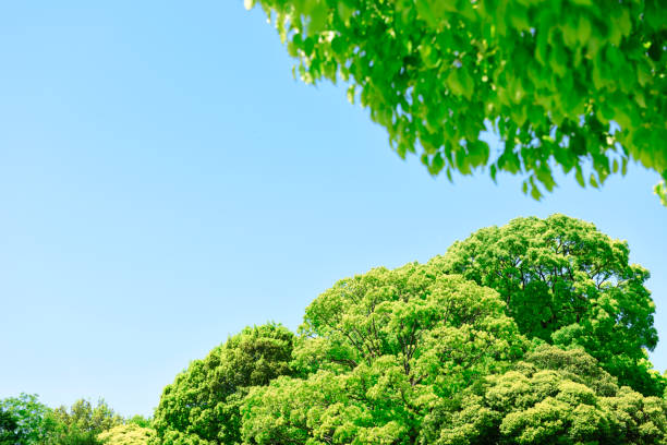 istock Natural frame of treetops in springtime 1316550232