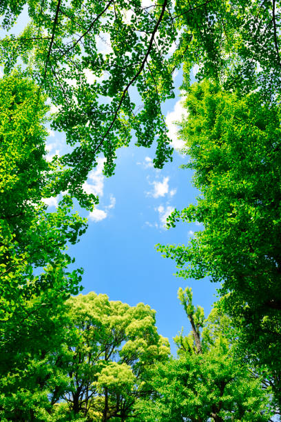 istock Looking up at natural frame of treetops in springtime 1316550237