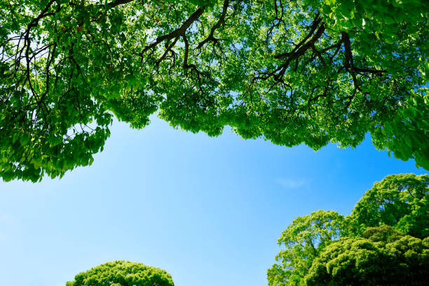 istock Natural frame of treetops in springtime 1316550243