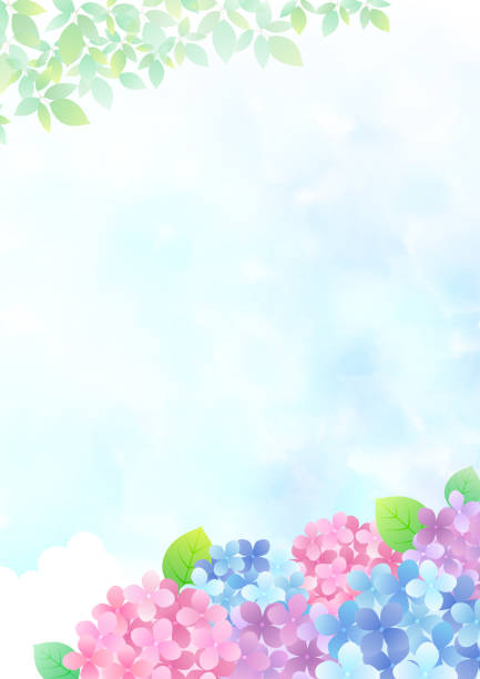 Rainy Season Hydrangea Background Frame Rainy Season Hydrangea Background Frame rainy season stock illustrations