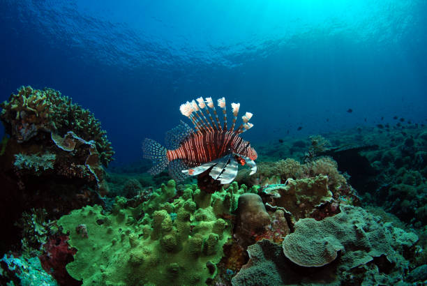 peixe-leão vermelho. - lionfish - fotografias e filmes do acervo