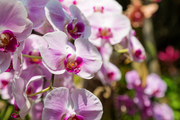 Beautiful Phalaenopsis orchid Phalaenopsis in full bloom in the park orchid photos stock pictures, royalty-free photos & images