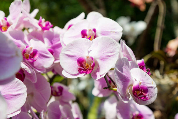 istock Beautiful Phalaenopsis orchid 1316552581