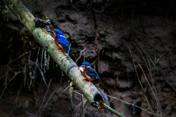 vogel - greater blue eared glossy starling stock-fotos und bilder