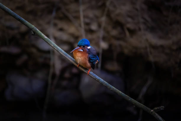 vogel - greater blue eared glossy starling stock-fotos und bilder
