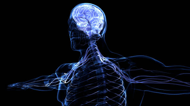 istock Central Organ of Human Nervous System Brain Anatomy 1316553366