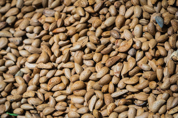 istock Dry kernels of apricots 1316554350