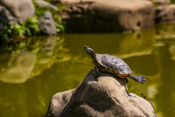 istock Turtle sunning on a log in the swamp doing funny yoga pose 1316555075