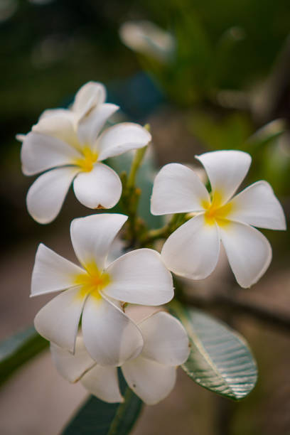 Frangipani Flower stock photo