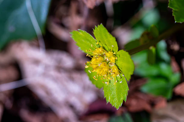 flowers captured in Bohinj valley Slovenia