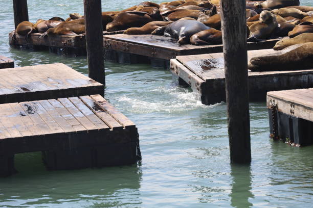 istock Seals in pier 39 in San Francisco 1316557661