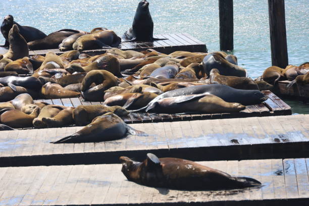 istock Seals in pier 39 in San Francisco 1316557670