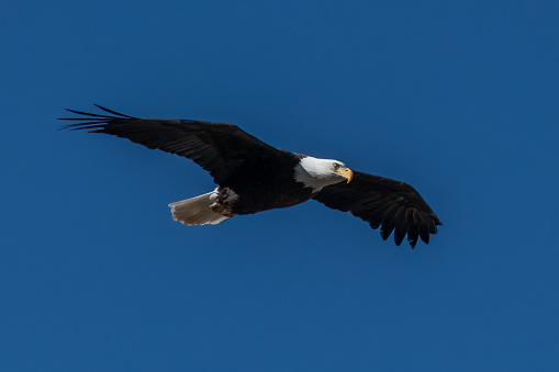 Bald Eagle in flight with wings straight out to side circling overhead looking down. This was near active nest at Lake George, Colorado near 11 mile reservoir in western USA.