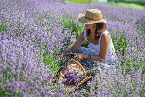Woman in a straw hat sitting between lavender shrubs and gathering flowers.