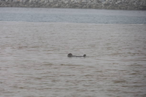 istock Wildlife in the ocean in Monterey 1316560536