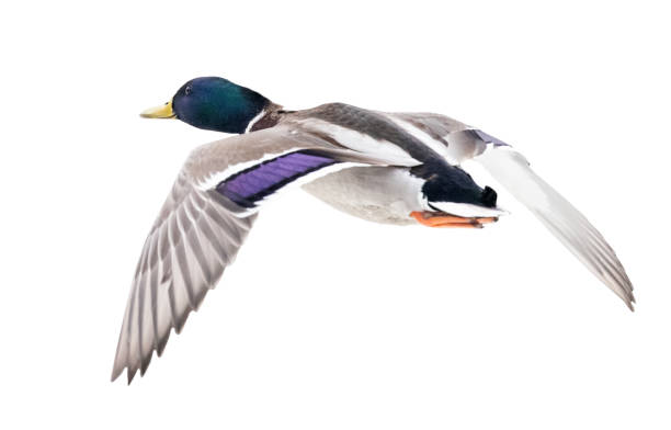 istock blue head mallard duck drake on white in flight 1316561529